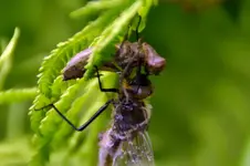 Libelle_0001.webp