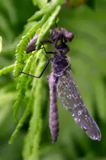 Libelle_0002.webp