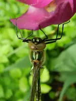 Libelle_0003.webp