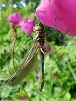 Libelle_0004.webp