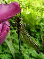 Libelle_0005.webp
