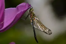 Libelle_0006.webp