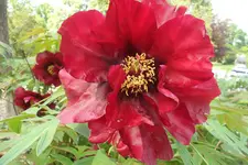 SAM_2091.webp