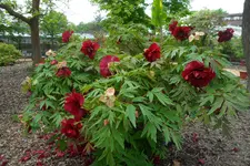 SAM_2092.webp