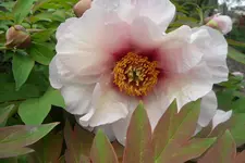 SAM_2093.webp