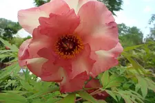 SAM_2094.webp