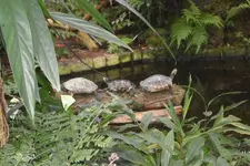 SAM_2090.webp