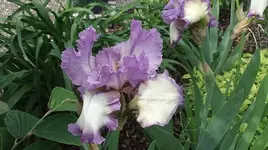 012.webp