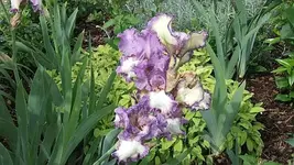 009.webp