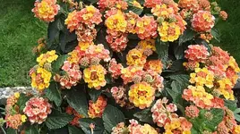 028.webp