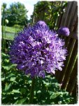 Allium Blüte.JPG