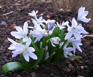 scilla.webp