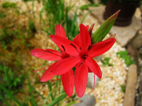 Sumpfgladiole.webp