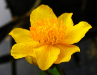 sumpfdotterblüte 01.04.14_.webp
