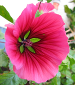 Sommermalve_.webp