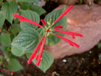 Salbei.webp