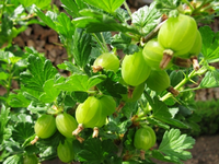 stachelbeeren 03.05.webp