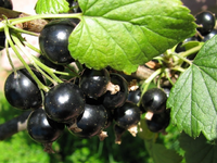 Johannisbeere schwarz.webp