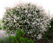 salix 2014.webp