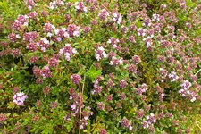 2014_0510Frühling0009.webp