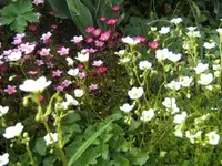 BILD2046.webp
