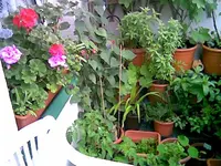 Balkon Mai 2014.webp