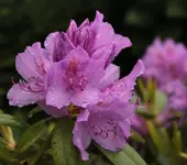 Rhododendron Vorgarten 140510.webp