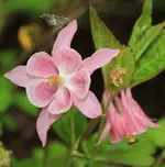 Akelei Biedermeier 140508.webp