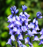 Hasenglöckchen2_640.webp