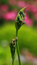 siculum ssp bulgaricum2_grün_pink_500.webp