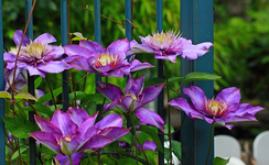 Multi Blue_blau_viele Blüten_10052014_640.webp