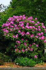 lila Rhodi_hinten links_10052014_2_500.webp