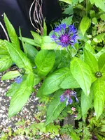 IMG_6227 veredelte Kornblume - 1280 p.webp