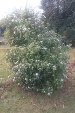 IMAG0618.webp