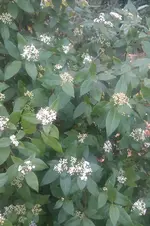 IMAG0620.webp