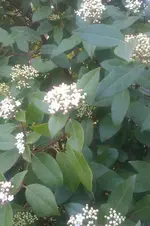 IMAG0621.webp