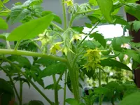 Gartenperle-10_5_14.webp
