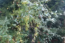 IMAG0548.webp