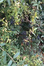 IMAG0549.webp