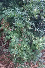IMAG0550.webp
