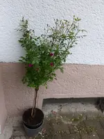P1070871.webp