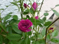 P1070873.webp