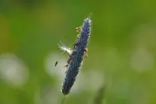 Gras_0003.webp