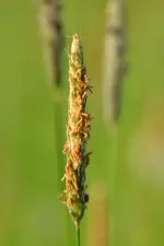 Gras_0006.webp
