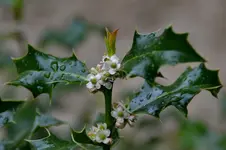 Regentropfen_0001.webp