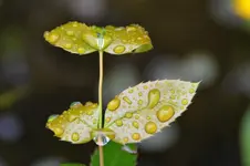 Regentropfen_0005.webp