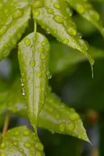 Regentropfen_0006.webp
