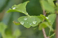 Regentropfen_0009.webp