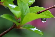 Regentropfen_0010.webp