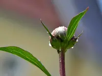 Regentropfen_0012.webp